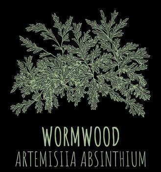 Vector drawings of Wormwood. The image was created using . Latin name Artemisia absinthium.