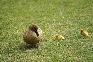 Mother Duck and Two Nestlings on Grass photo