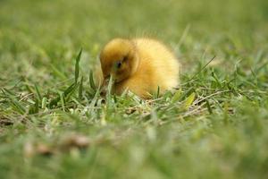 Yellow Nestling of Duck on Grass photo