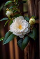 realistic photography of blooming camellia flowers. photo