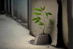 A strong seedling growing in crackedconcrete. . photo