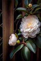 realistic photography of blooming camellia flowers. photo