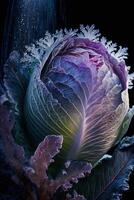 Cabbage beautiful spectrum under the influence of zenith. . photo
