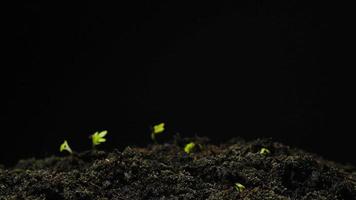 Growing seeds rising from soil time lapse 4k footage. video