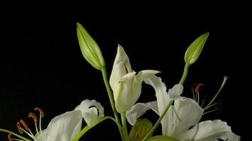 lilly fleur épanouissement temps laps sur noir Contexte. video