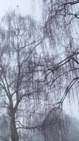 Tree branches in foggy weather video