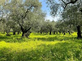 Olive trees in a row. Plantation, green grass photo