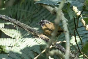 Grey-throated babbler or Stachyris nigriceps observed in Latpanchar in West Bengal, India photo