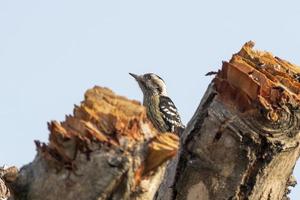 pecho hinchado pájaro carpintero o dendrocopos macei observado en rongtong en India foto