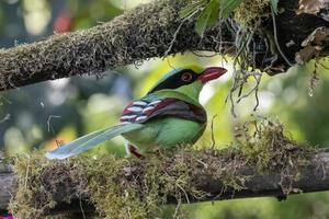 común verde urraca o cissa chinensis observado en latpanchar en Oeste Bengala, India foto