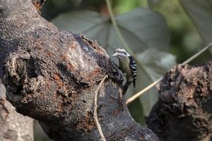 pecho hinchado pájaro carpintero o dendrocopos macei observado en rongtong en India foto