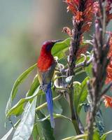 Mrs. Gould's sunbird or Aethopyga gouldiae observed in Latpanchar in West Bengal photo