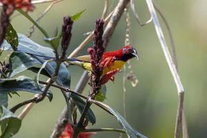 Mrs. Gould's sunbird or Aethopyga gouldiae observed in Latpanchar in West Bengal photo