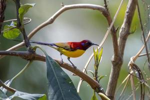 Mrs. Gould's sunbird or Aethopyga gouldiae observed in Latpanchar in West Bengal photo