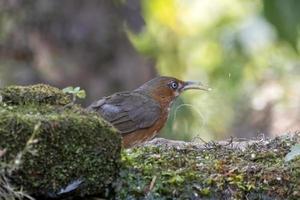 Rusty-cheeked scimitar babbler or Erythrogenys erythrogenys observed in Latpanchar photo