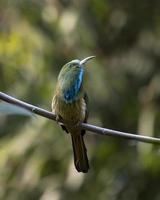 Blue-bearded bee-eater or Nyctyornis athertoni seen in Rongtong in West Bengal photo