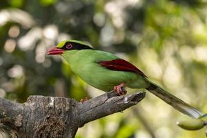 común verde urraca o cissa chinensis observado en latpanchar en Oeste Bengala, India foto