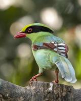 común verde urraca o cissa chinensis observado en latpanchar en Oeste Bengala, India foto