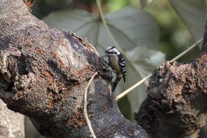 pecho hinchado pájaro carpintero o dendrocopos macei observado en rongtong en India foto