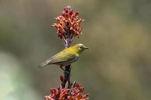 indio ojo blanco o zosterops palpebrosus observado en latpanchar en Oeste Bengala foto