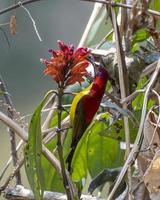 Mrs. Gould's sunbird or Aethopyga gouldiae observed in Latpanchar in West Bengal photo