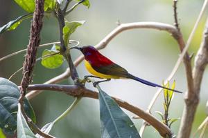 Mrs. Gould's sunbird or Aethopyga gouldiae observed in Latpanchar in West Bengal photo