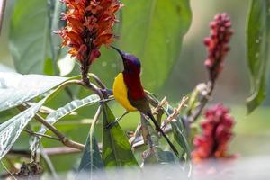 Mrs. Gould's sunbird or Aethopyga gouldiae observed in Latpanchar in West Bengal photo