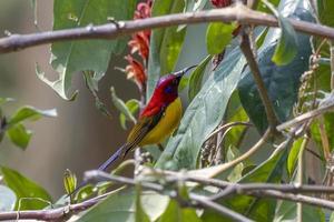 Mrs. Gould's sunbird or Aethopyga gouldiae observed in Latpanchar in West Bengal photo