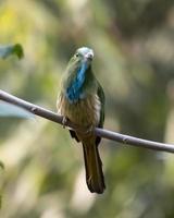 Blue-bearded bee-eater or Nyctyornis athertoni seen in Rongtong in West Bengal photo