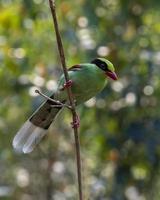 común verde urraca o cissa chinensis observado en latpanchar en Oeste Bengala foto