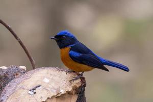 Rufous-bellied niltava or Niltava sundara observed in Rongtong in West Bengal photo