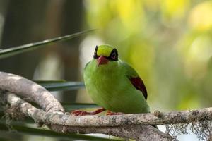 común verde urraca o cissa chinensis observado en latpanchar en Oeste Bengala, India foto