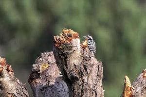 pecho hinchado pájaro carpintero o dendrocopos macei observado en rongtong en India foto