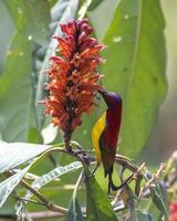 Mrs. Gould's sunbird or Aethopyga gouldiae observed in Latpanchar in West Bengal photo