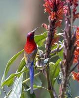 Mrs. Gould's sunbird or Aethopyga gouldiae observed in Latpanchar in West Bengal photo