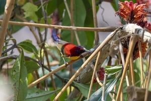 Mrs. Gould's sunbird or Aethopyga gouldiae observed in Latpanchar in West Bengal photo