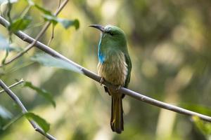 Blue-bearded bee-eater or Nyctyornis athertoni seen in Rongtong in West Bengal photo