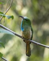 Blue-bearded bee-eater or Nyctyornis athertoni seen in Rongtong in West Bengal photo