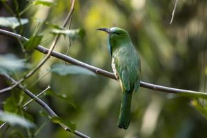 Blue-bearded bee-eater or Nyctyornis athertoni seen in Rongtong in West Bengal photo