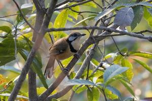 Greater necklaced laughingthrush or Pterorhinus pectoralis seen in Rongtong photo