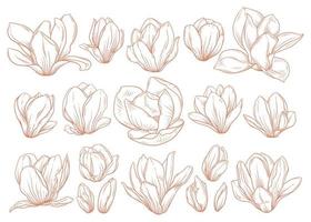 Set of magnolia flowers in sketch style on white background. vector