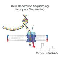 Third Generation Sequencing Nanopore Sequencing scientific  vector illustration