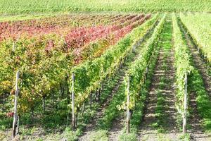 Vineyard Road in Late Summer photo