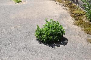 planta creciente en un dañado la carretera foto