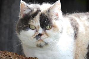 Cute cat is posing at home's garden photo