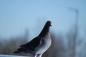 Cute Pigeon in the Local Public Park of Luton Town of England UK photo