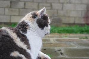 linda gato es posando a de casa jardín foto