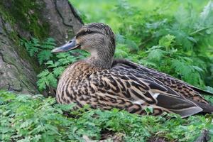 linda agua aves a el lago de público parque de lutón Inglaterra Reino Unido foto