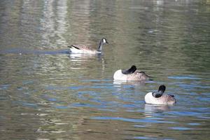 Cute Water Birds at The Lake of Public Park of Luton England UK photo