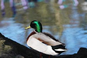 Cute Water Birds at The Willen Lake of Public Park of Milton Keynes City of England UK photo